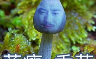 蓝瘦香菇议论文 800