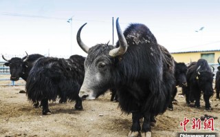 青海畜牧业职单招单考怎么考？