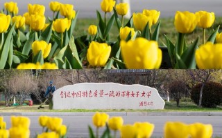 山东女子学院单招有何特殊考量？