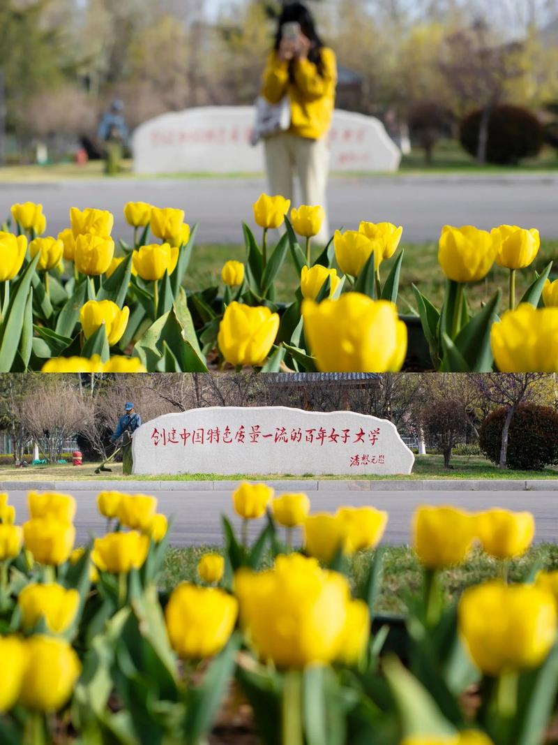 山东女子学院单招有何特殊考量？-第1张图片-厚德教育培训